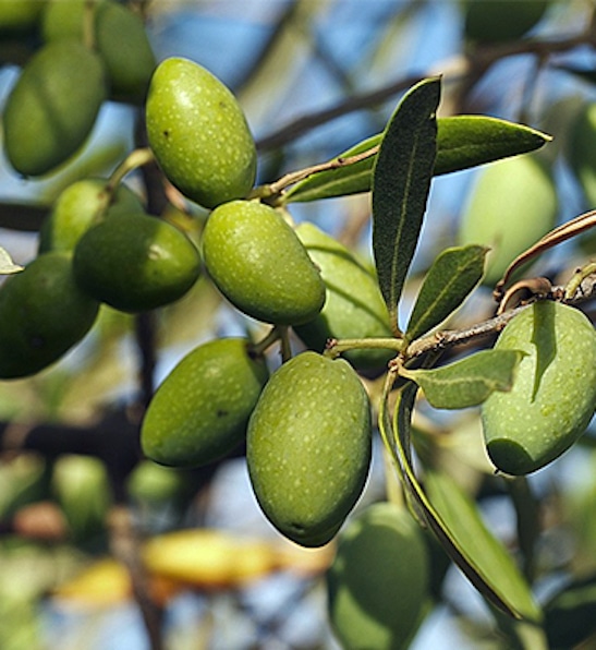 Picholine