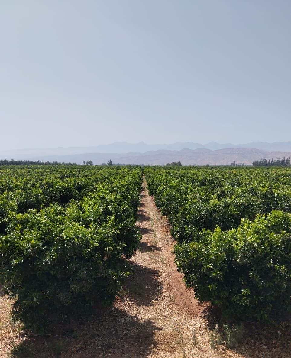 Le pôle agriculture de Turab Groupe