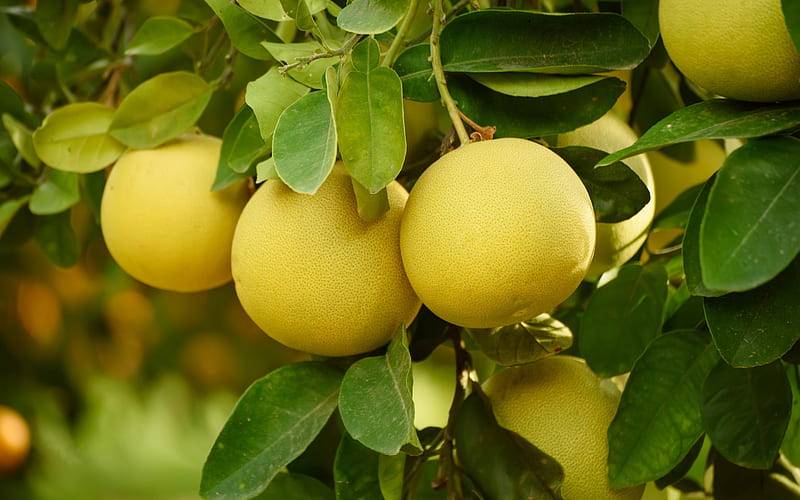 Pomelos