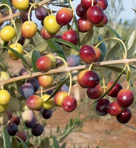 Arbequina